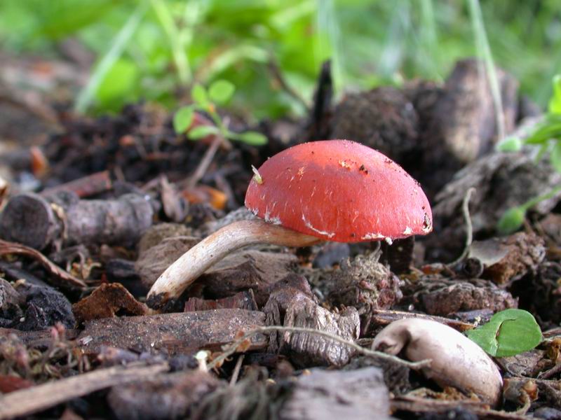 Stropharia aurantiaca